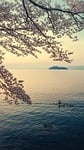 landscape lake biwa island nature spring sakura canoe stock photo