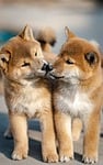 dog animal puppy nature cute pet shiba stock photo