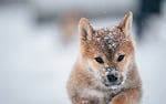 dog animal puppy pet nature cute shiba stock photo