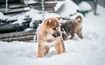 dog animal pet puppy nature cute shiba stock photo