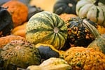 pumpkin fall october nature harvest season gourd autumn stock photo
