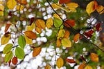 fall autumn leaves nature colors forest tree season stock photo