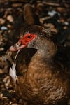 duck nature bird waterfowl plumage animal feathers beak stock photo