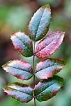 mahonia sheets holly red nature holly-leaved oregon grape stock photo
