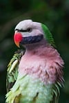 parrot moustache bird nature plumage avian wildlife feathers stock photo