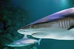 shark grey reef gray underwater sea aquarium australia stock photo