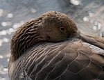 goose nature bird wildlife animal greylag ornithology water stock photo