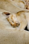 kitten cat feline animal pet sleeping asleep resting stock photo