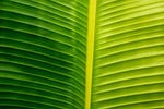 plant fauna leaf abstraction line regularity symmetry interesting stock photo