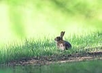 rabbit european oryctolagus cuniculus mammal animal long eared stock photo