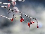 frost winter nature cold berry shrub light natural stock photo