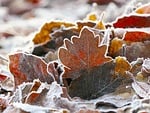 leaves frost forest winter on the ground floor stock photo