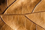 leaf nature brown stem pattern veins fall autumn stock photo