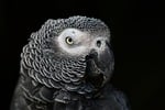 parrot grey gabon gray bird animal head profile stock photo