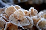 hydrangeas autumn colors frozen frost ice crystals icy stock photo
